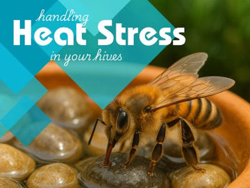 Feeding bees water in high European temperatures